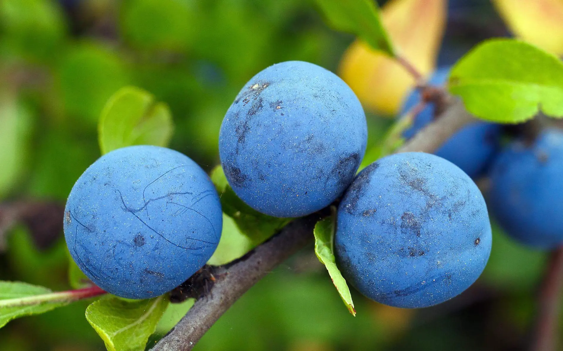 Moras, puanes, humos y otras frutas que se extrañan en Tampico